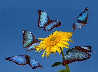 Blue butterflies dancing around a sunflower