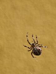 crusader spider
