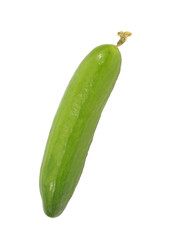 Cucumber