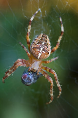 European garden spider