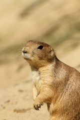 Prairie dog