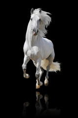 Plakat biały koń samodzielnie