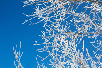 Baumzweige mit Raureif im Winter, blauer Himmel
