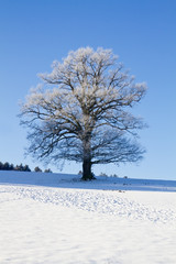 Baum mit Raureif im Winter mit blauem Himmel