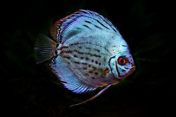 discus fish