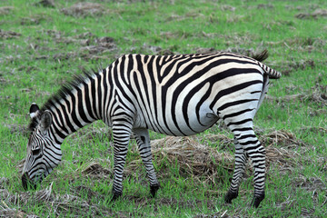 Fototapeta na wymiar Zebra wypasu trawy