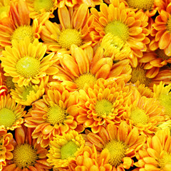 Tropical Yellow Flowers
