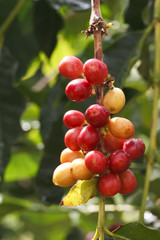 Kona Coffee Tree