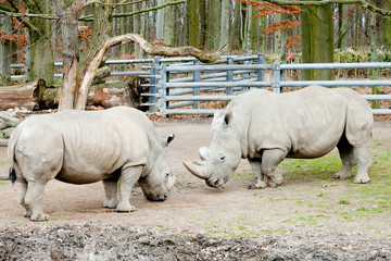 Obraz premium rhino