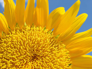 Beautiful sunflower against blue sky
