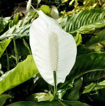 Inflorescence de spathiphyllum
