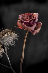 Duality of wilting rose and thistle  on dark background