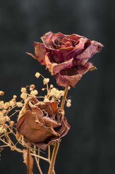 A two wilting rose on dark background