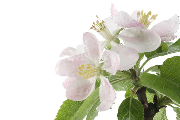 Naklejka na ściany i meble apple blossom