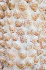 Shell wall