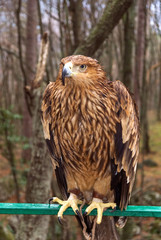 eagle