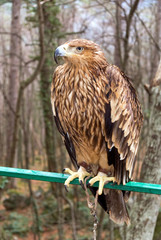 handle eagle