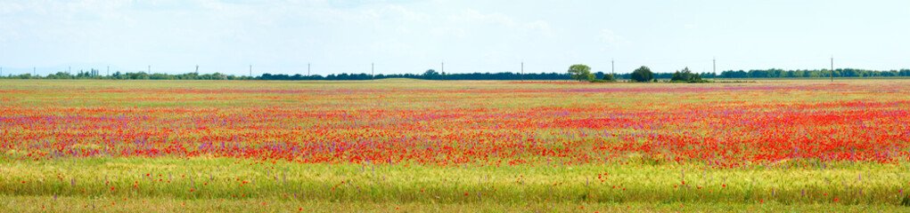 Beautiful summer field and poppy flowers.