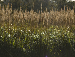 Trzcinnik Calamagrostis © Gucio_55