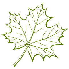 Leaf of a maple, vector