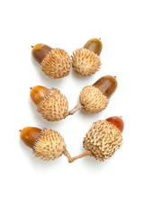 Acorns
