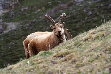 Bouquetin dans les Hautes-Alpes
