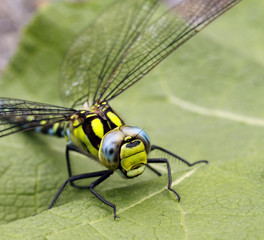 Dragonfly sitting on the leaf