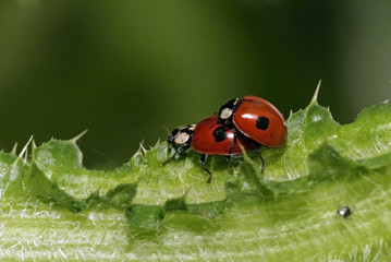 Two Ladybirds on the green leaf