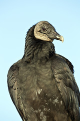 Black Vulture (Coragyps atratus)