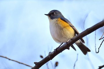 止まり木のルリビタキ