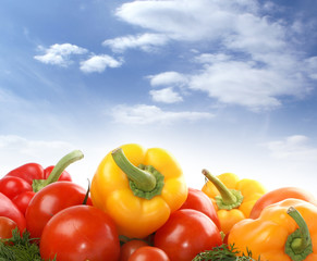 Fresh and tasty vegetables on the blue sky background