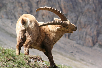 Bouquetin dans les Hautes-Alpes