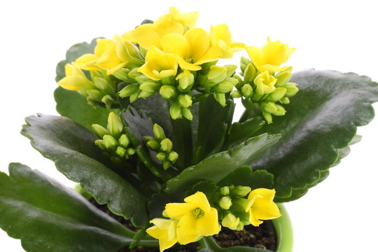 Kalanchoe