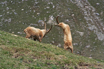 Bouquetin dans les Hautes-Alpes