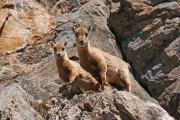 Bouquetin dans les Hautes-Alpes