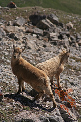 Bouquetin dans les Hautes-Alpes