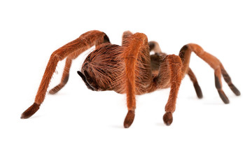 Tarantula