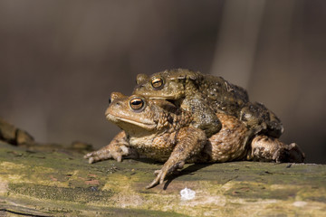 Erdkröten (Bufo bufo)