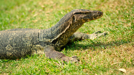 Wild goanna