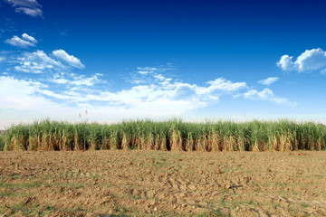 Obraz premium Sugarcane in Thailand .