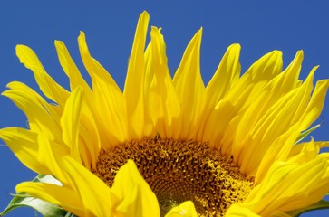 Fototapeta premium Blüte einer Sonnenblumen
