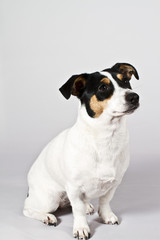 Jack Russel4