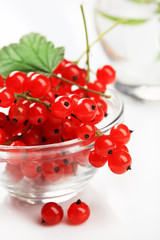 Red currant