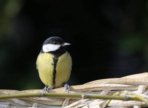 m&eacute;sange charbonni&egrave;re