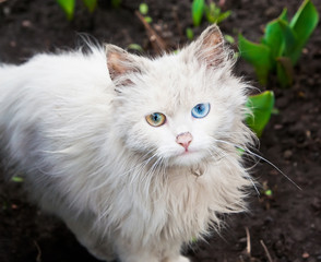 white cat