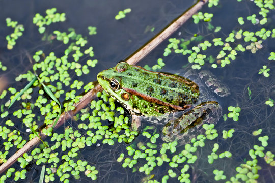Photo frog in the water