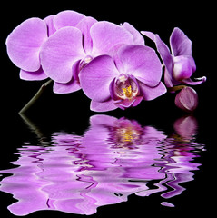 pink orchid and mirroring