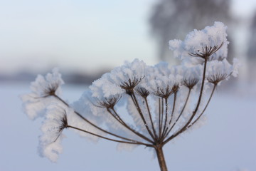 eisblume