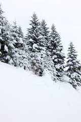 evergreen trees under the snow