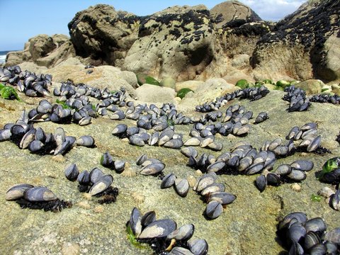 Moules sauvages